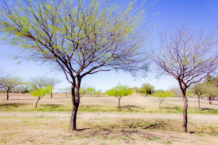 Ecosistema del Parque Mitre