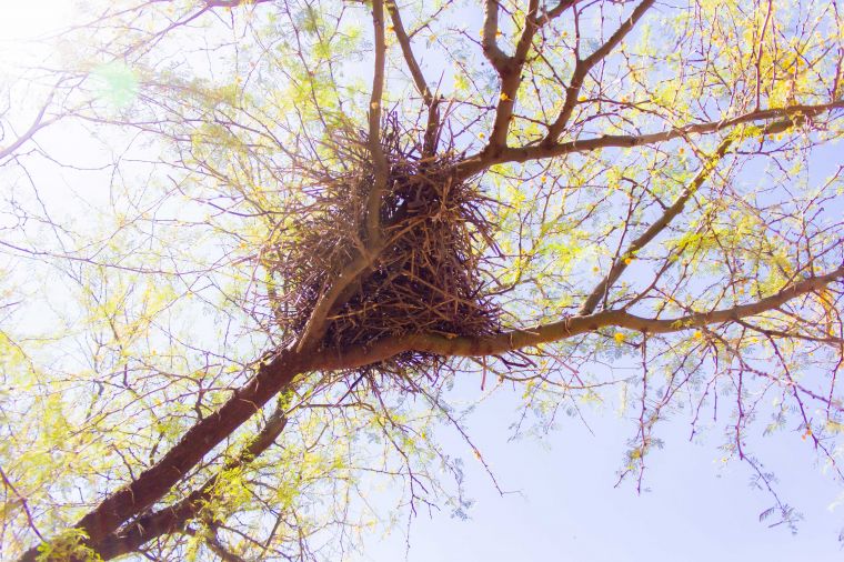 Ecosistema del Parque Mitre