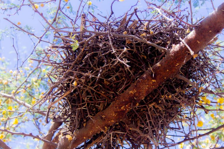 Ecosistema del Parque Mitre