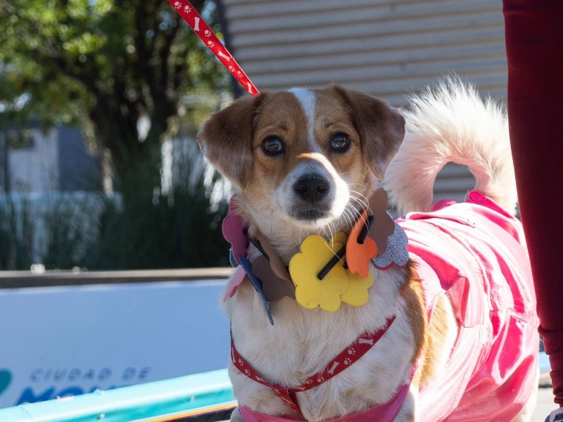 El Desfile de Mascotas celebró su 16° edición en Monte Cristo